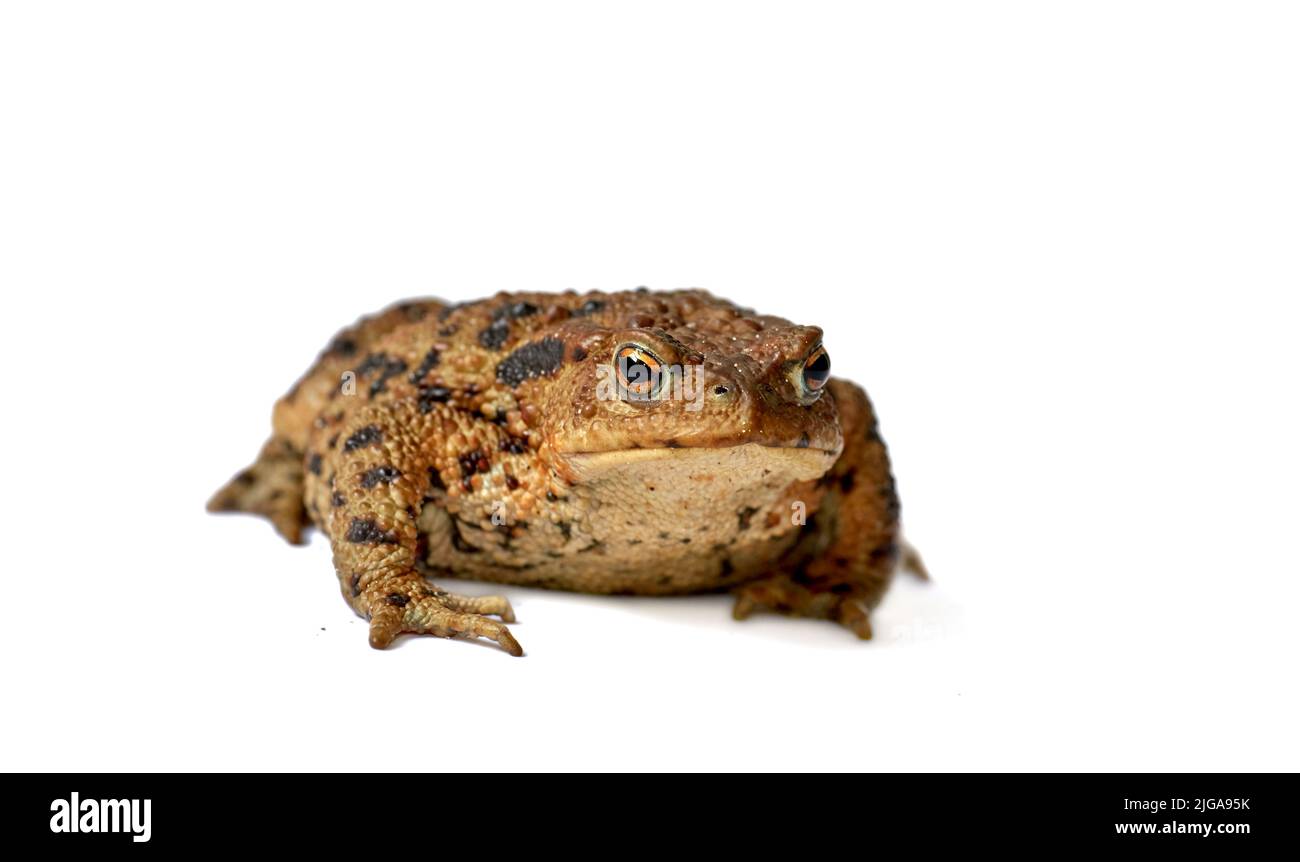 Comune vero rospo o rana con corpo marrone e punti neri marcature su pelle ruvida asciutta isolato su sfondo bianco con copyspace. Anfibio dal Foto Stock