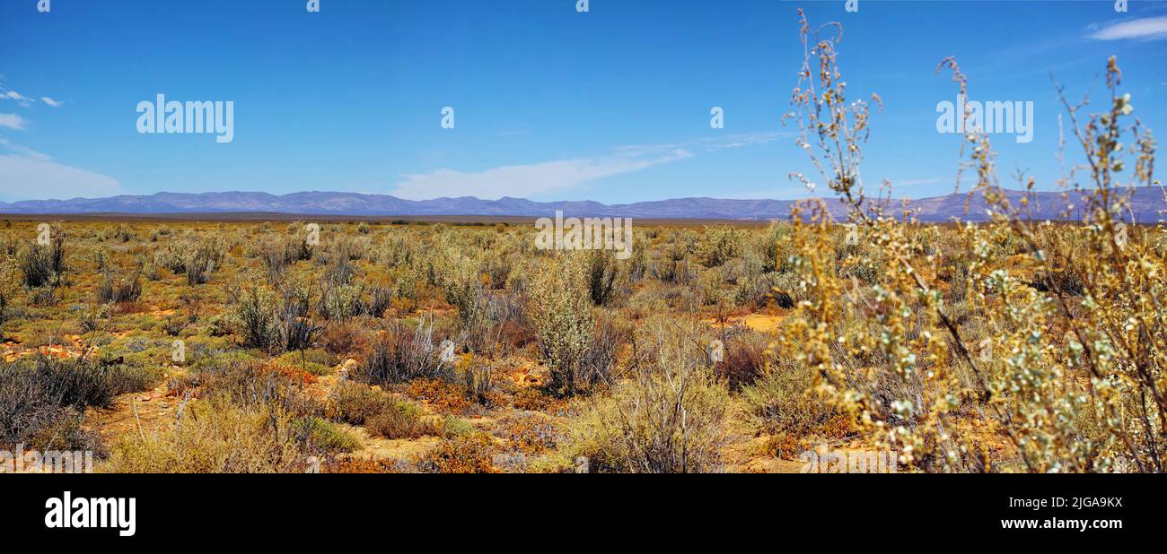 Savana di altopiano secco in una giornata di sole in Sud Africa con un copyspace e cielo sfondo. Un paesaggio vuoto di prateria arida e arida e tagliente, spinoso Foto Stock