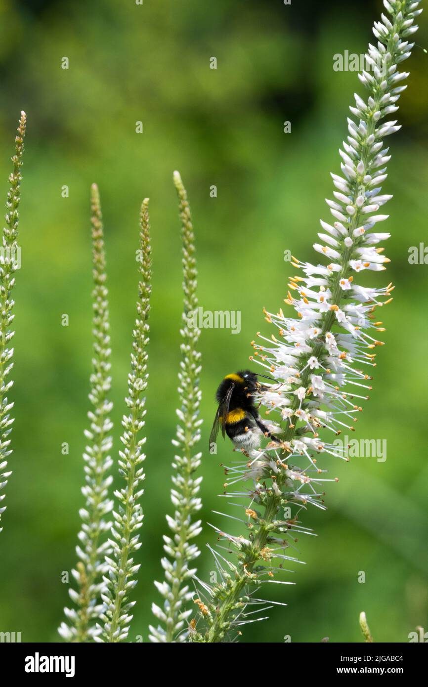 Bumblebee, alimentazione su fiore bianco, Veronicastrum virginicum 'Album', Culvers Root, Giardino Foto Stock
