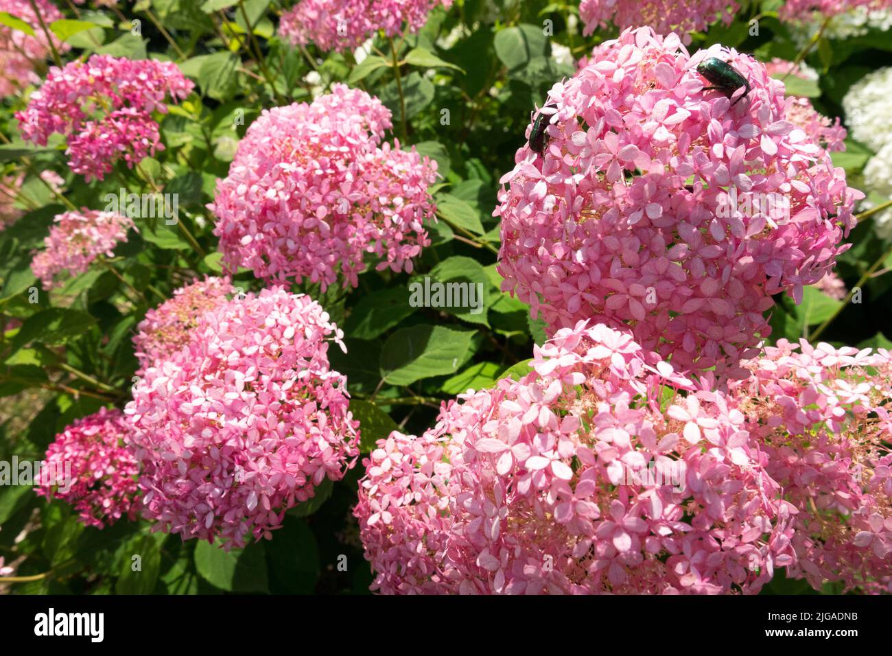 Hidrangea 'Annabelle rosa' Fiori Foto Stock