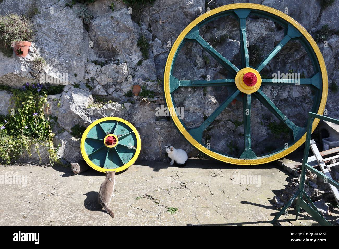 Anacapri - Gatti alla stazione di arrivo della Seggiovia del Monte Solaro Foto Stock