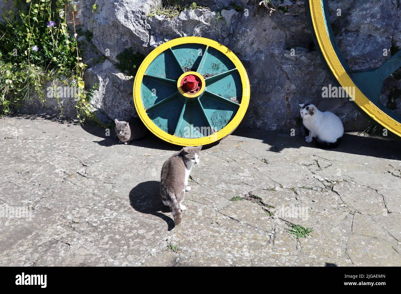 Anacapri - Gatti alla stazione di arrivo della sega Monte Solaro Foto Stock