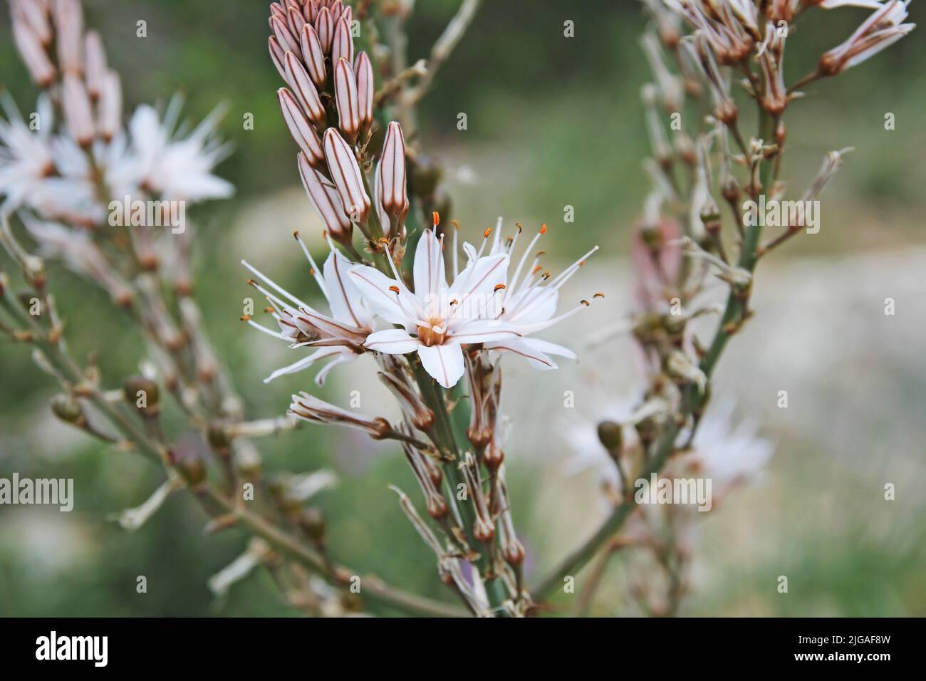 Fiore estivo di asfodel, che è una pianta selvatica che cresce dal Sud Europa al Nord Africa Foto Stock