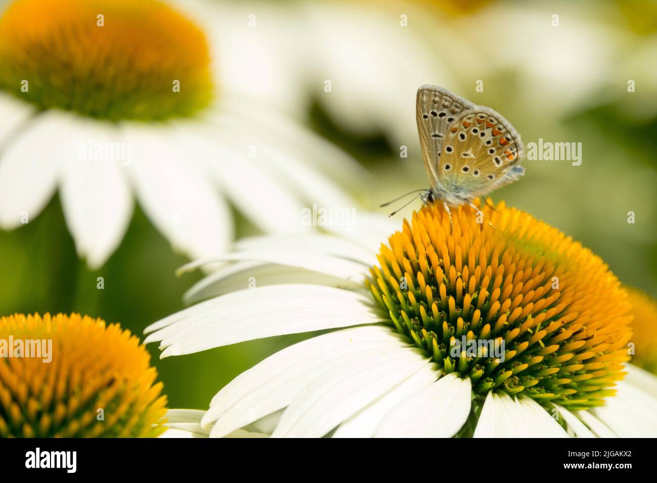 Common Blue Butterfly su Coneflower White Echinacea 'Lucky Star' Butterfly su fiore Foto Stock