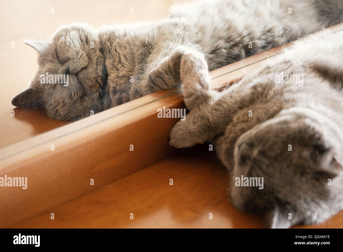Gatto britannico dei capelli corti che dorme vicino ad uno specchio Foto Stock