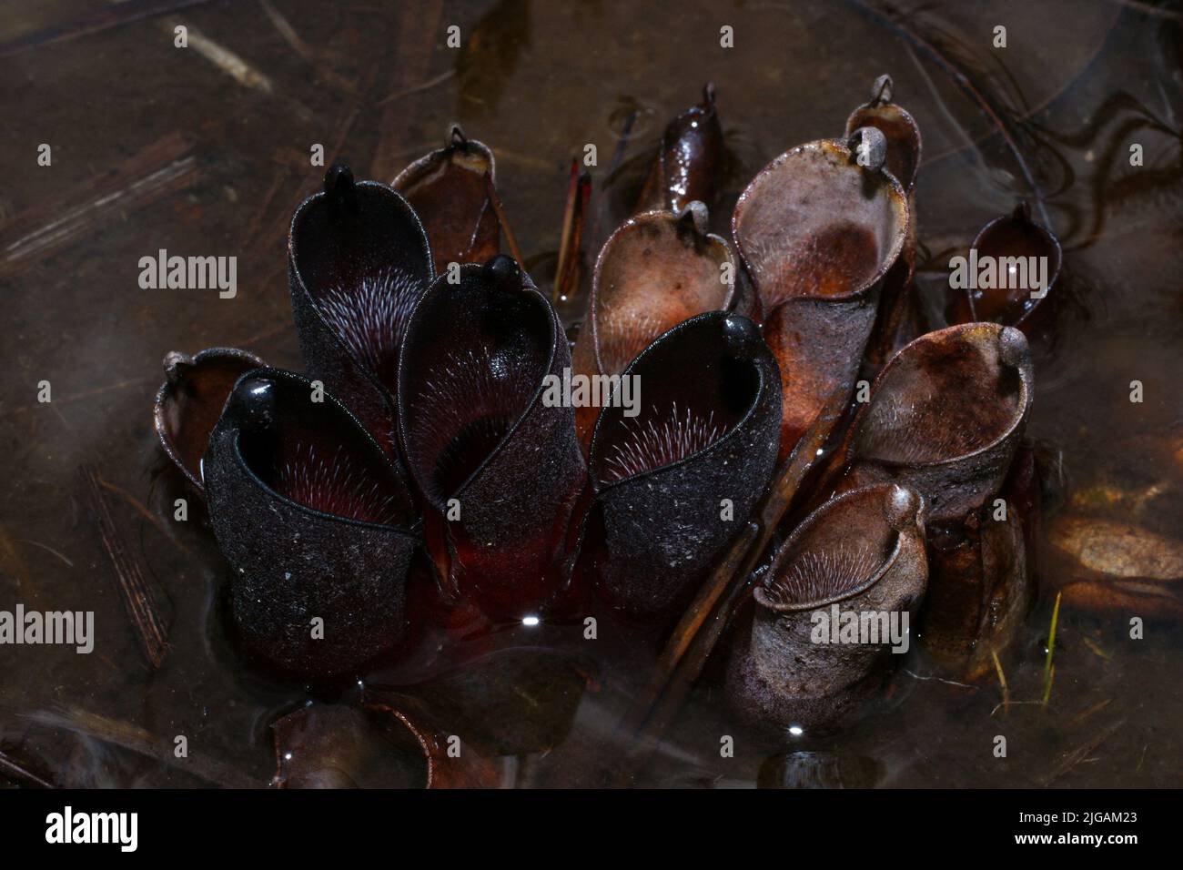 Pianta della caraffa nera (Helianphora pulchella), Amuri Tepui, massiccio del Chimanta, Venezuela Foto Stock