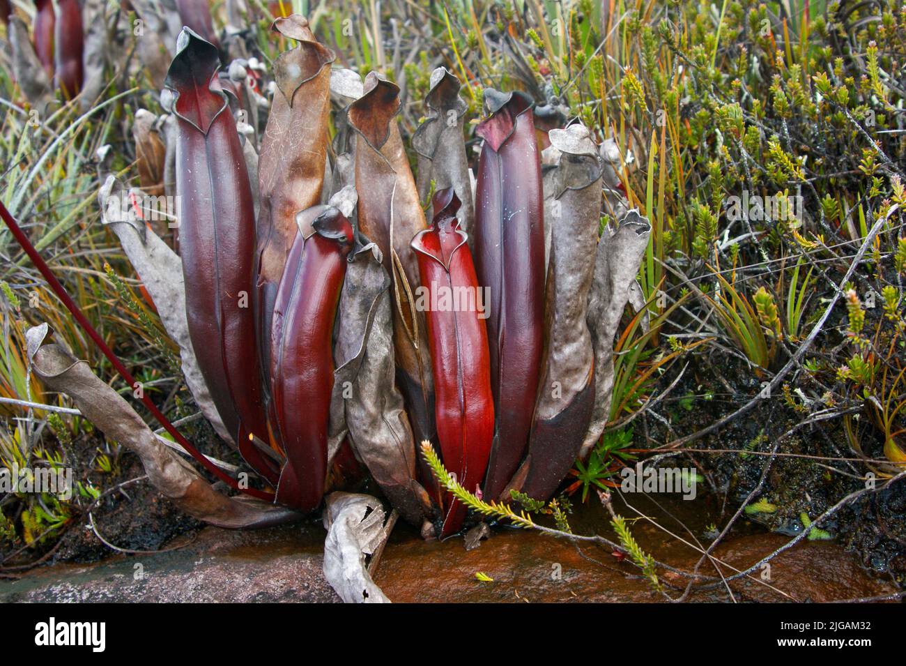 Pianta carivora (Helianphora purpurascens), Ptari Tepui, Venezuela Foto Stock