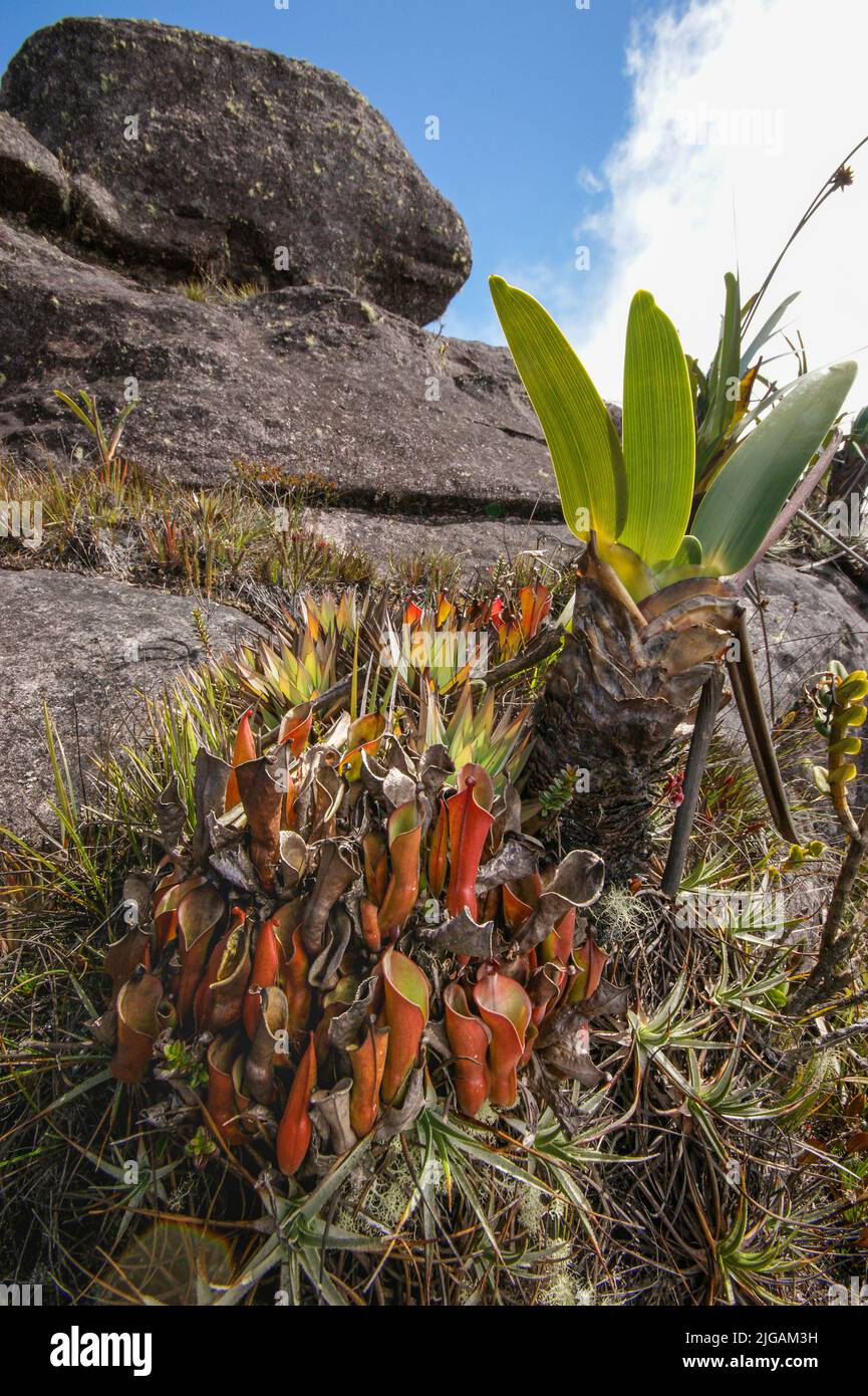 Pianta carnivora (Heliamphora nutans) con Stegolepis su Roraima tepui, Venezuela Foto Stock