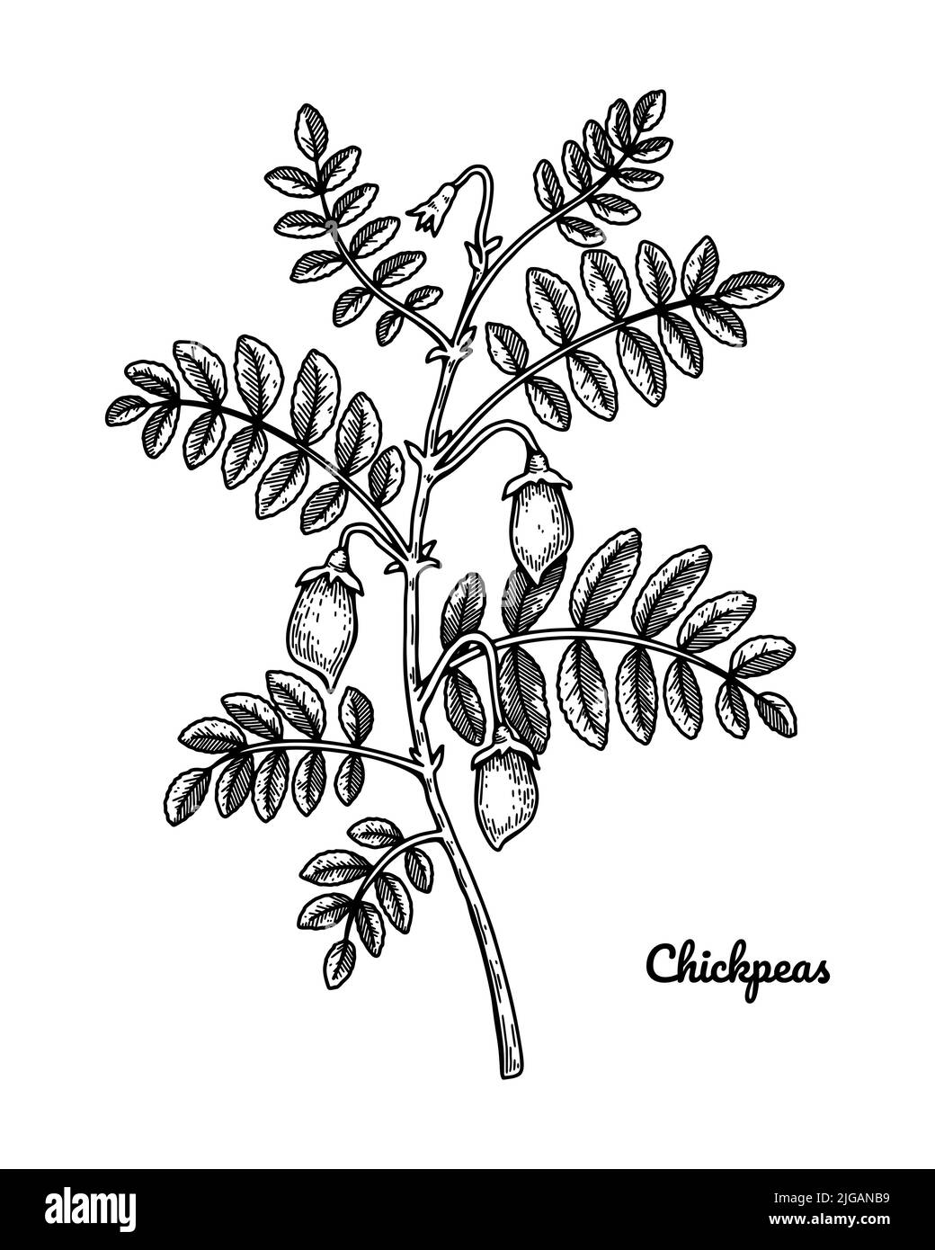 Rametto di ceci disegnati a mano con foglie e cialde. Illustrazione vettoriale botanica nello stile dello schizzo Illustrazione Vettoriale