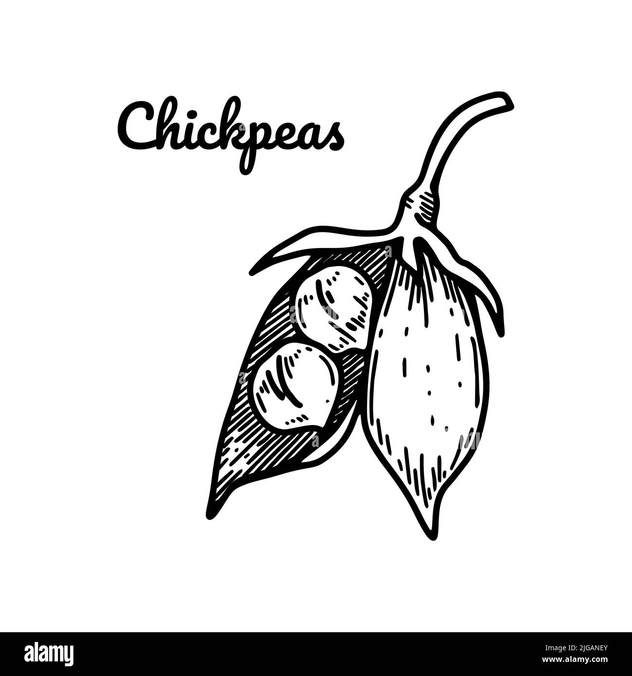 Cialda di ceci aperta e imbutita a mano con fagioli. Illustrazione vettoriale botanica nello stile dello schizzo Illustrazione Vettoriale