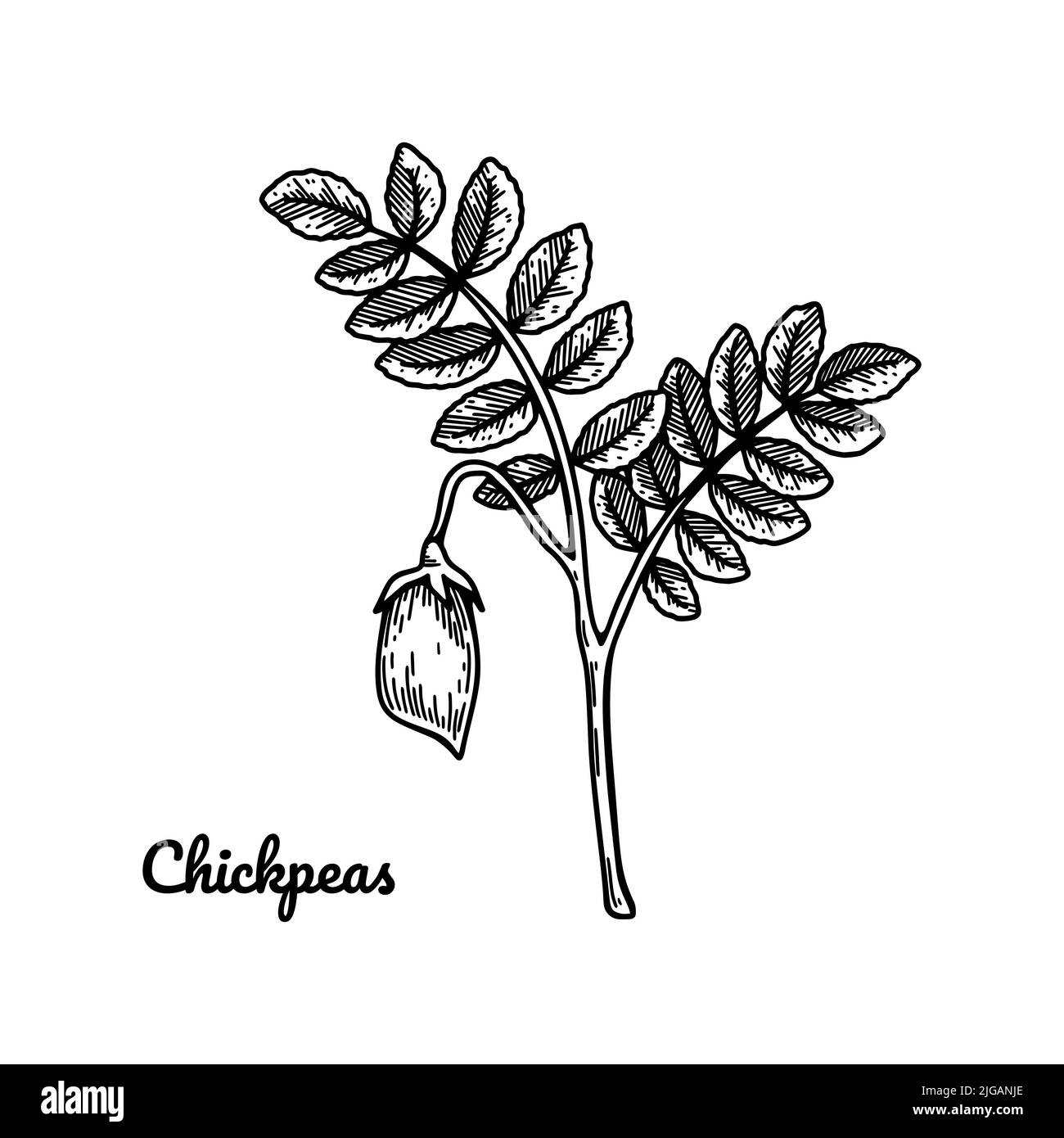 Rametto di ceci disegnati a mano con foglie e cialde. Illustrazione vettoriale botanica nello stile dello schizzo Illustrazione Vettoriale