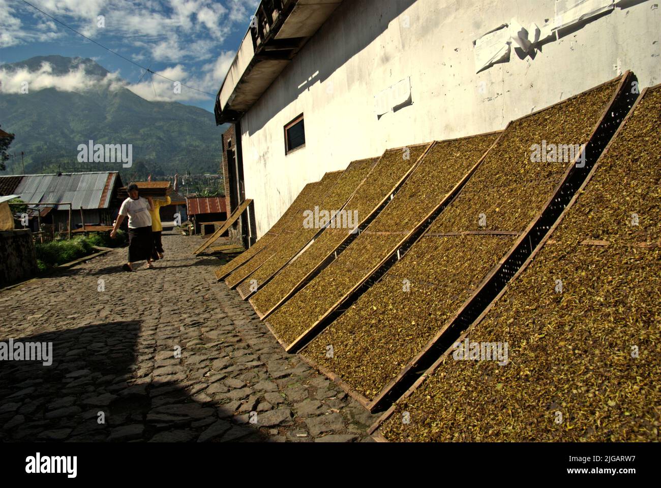 Villaggio produttore di tabacco a Temanggung, Giava Centrale, Indonesia; sullo sfondo del Monte Sindoro. "Circa sei milioni di persone si sono affidate al tabacco per il sostentamento", ha dichiarato Budidoyo, capo dell'AMTI (alleanza della società del tabacco in Indonesia), come citato dalla CNBC Indonesia il 10 giugno 2021. Con 197,25 mila tonnellate metriche, l'Indonesia è al sesto posto nella lista dei principali paesi produttori di tabacco nel 2019, al di sotto di Cina, India, Brasile, Zimbabwe e Stati Uniti, Secondo Statista. Foto Stock