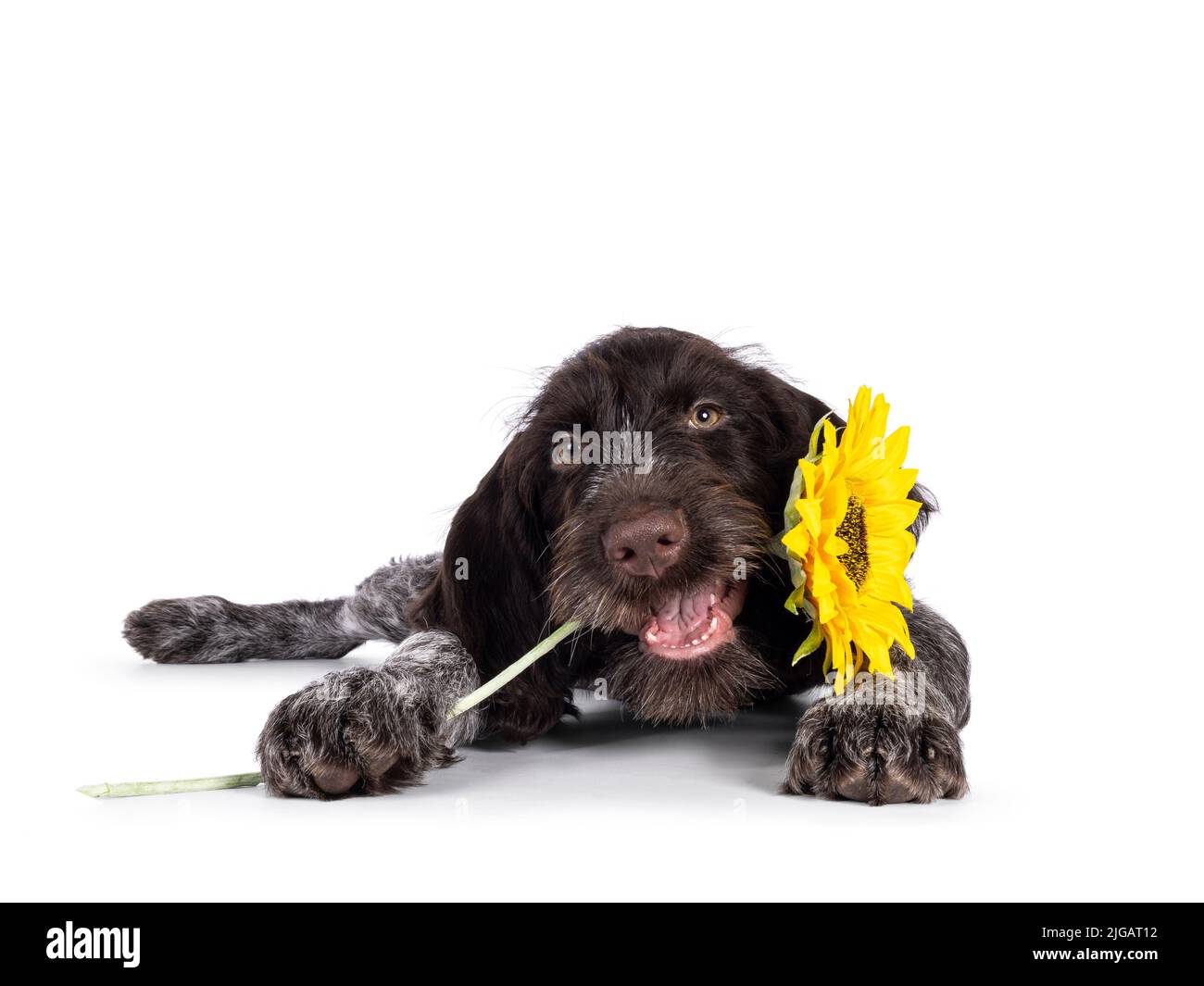 Giovane cuccia di cane con puntatore bianco e marrone tedesco, che si stenderà tenendo in bocca il girasali. Guardando direttamente alla fotocamera. Isolato su un backgr bianco Foto Stock