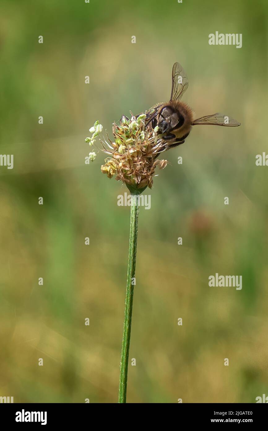 L'ape impollinando un fiore. L'impollinazione è una parte essenziale della riproduzione delle piante. Foto Stock