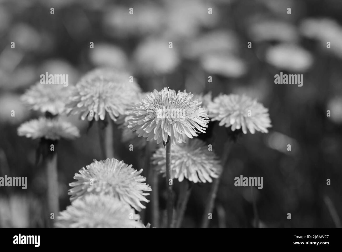 Un campo di molti fiori selvatici di dente di leone in piena fioritura in bianco e nero. Foto Stock