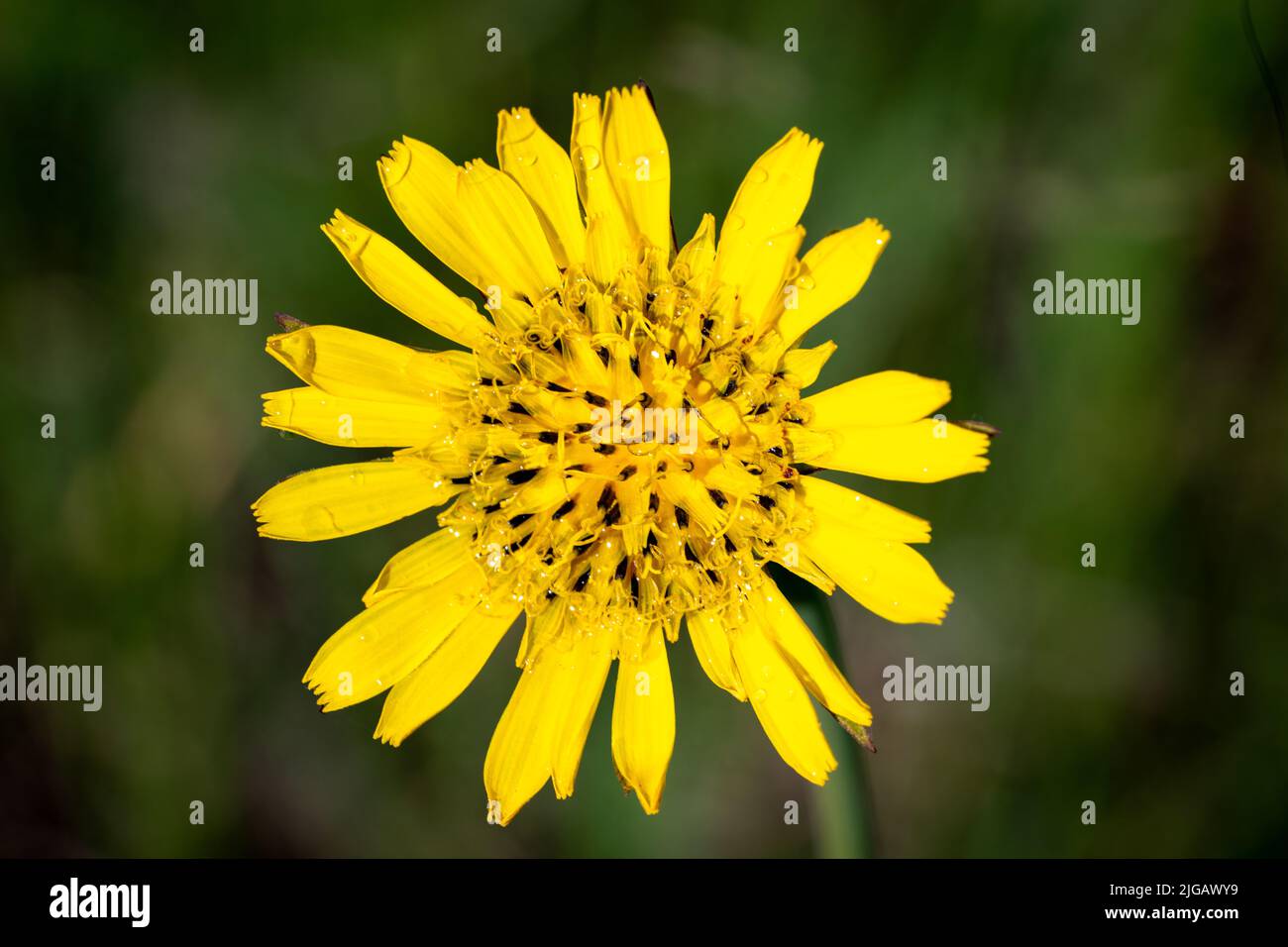 A Meadow Salsify, nome comune Meadows Goat Beard, è un fiore selvatico trovato in prati fertili, praterie semi-aride e strade in Wisconsin rurale. Foto Stock