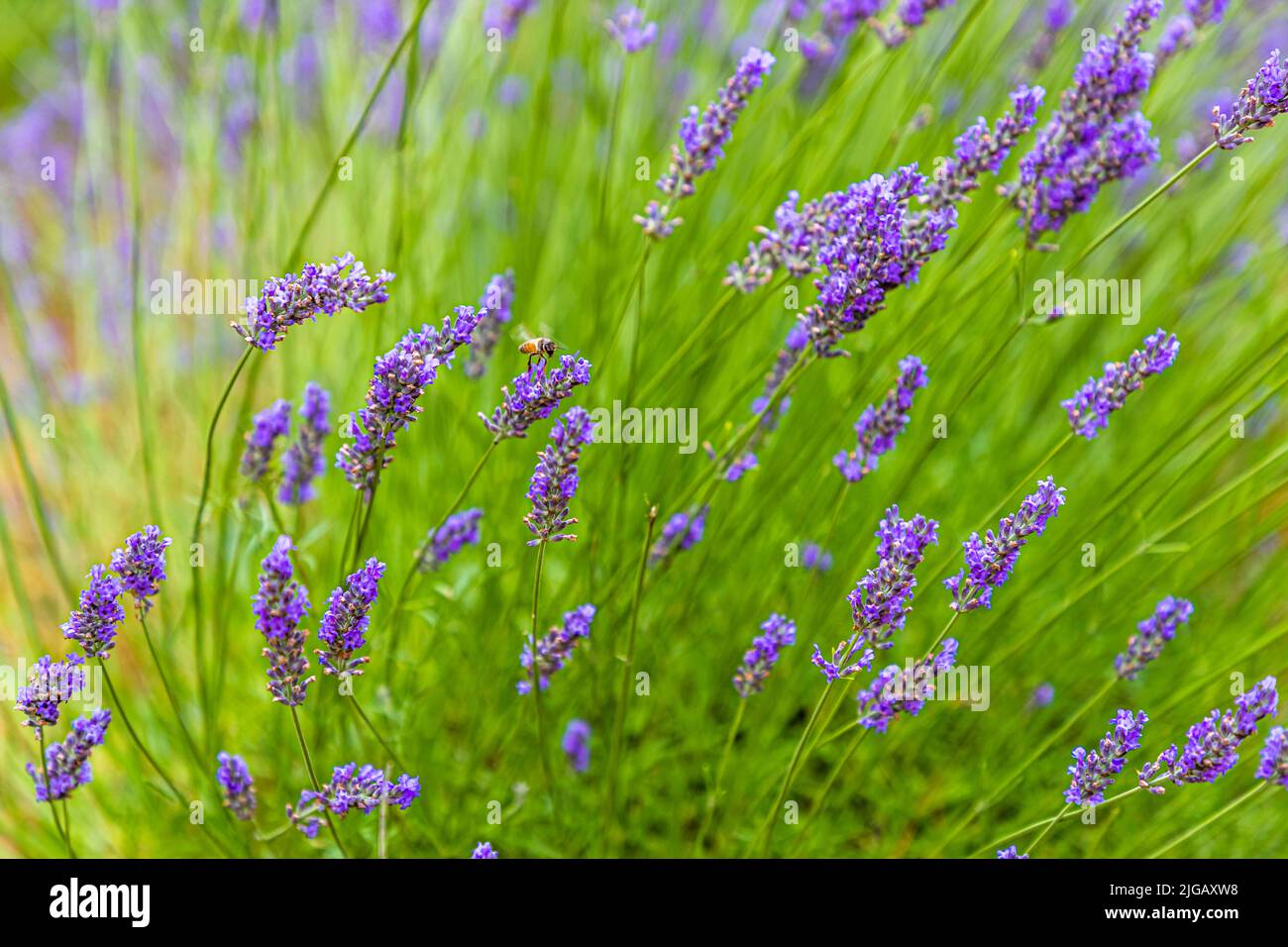 La stagione della fioritura della lavanda in Provenza inizia a metà giugno e prosegue fino ad agosto a seconda dell'altitudine dei campi Foto Stock