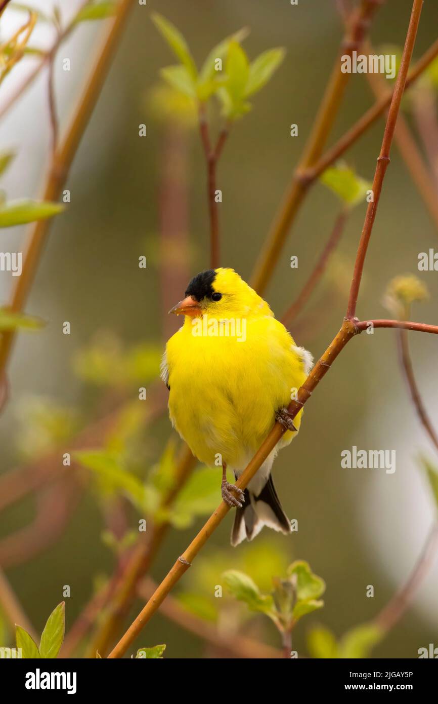 Goldfinch americano (Spinus tristis), Malheur National Wildlife Refuge, Oregon Foto Stock