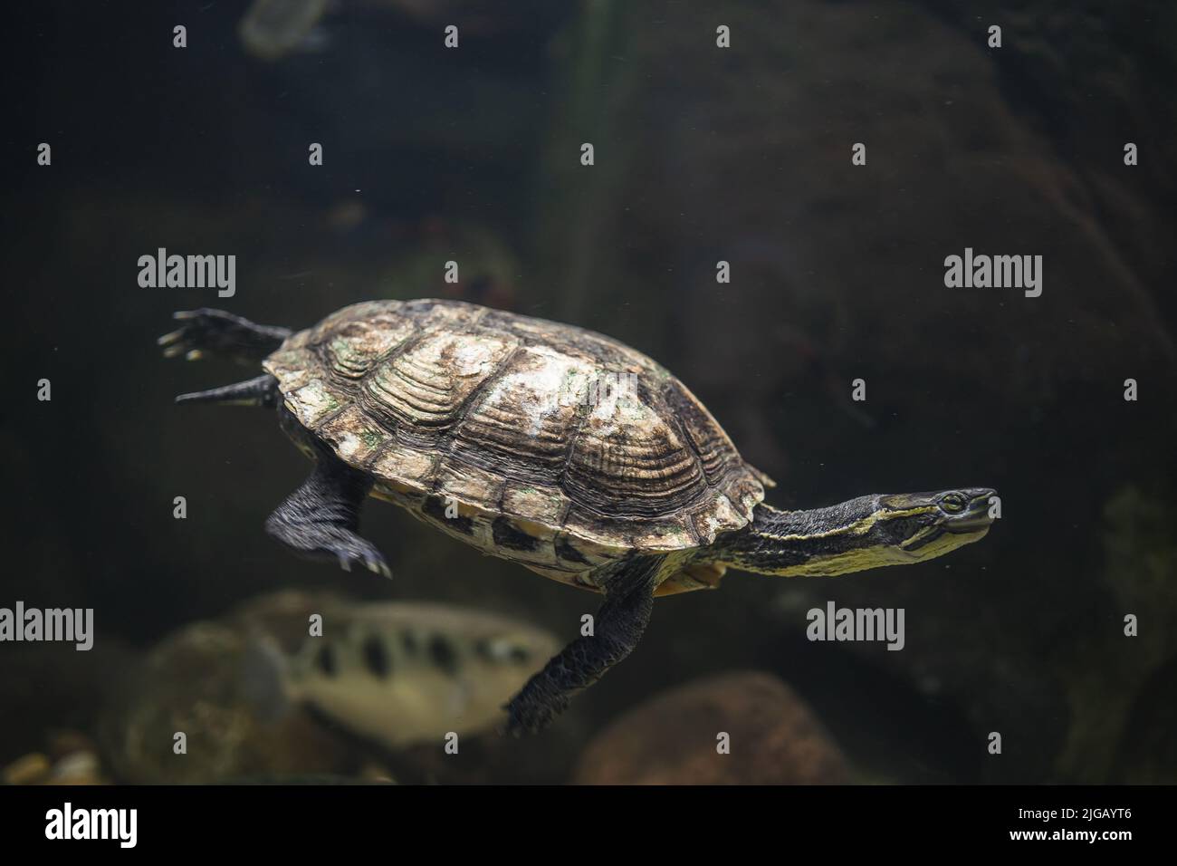 Un primo colpo di tartaruga a collo di serpente sudamericano (Hydromedusa) sotto l'acqua Foto Stock