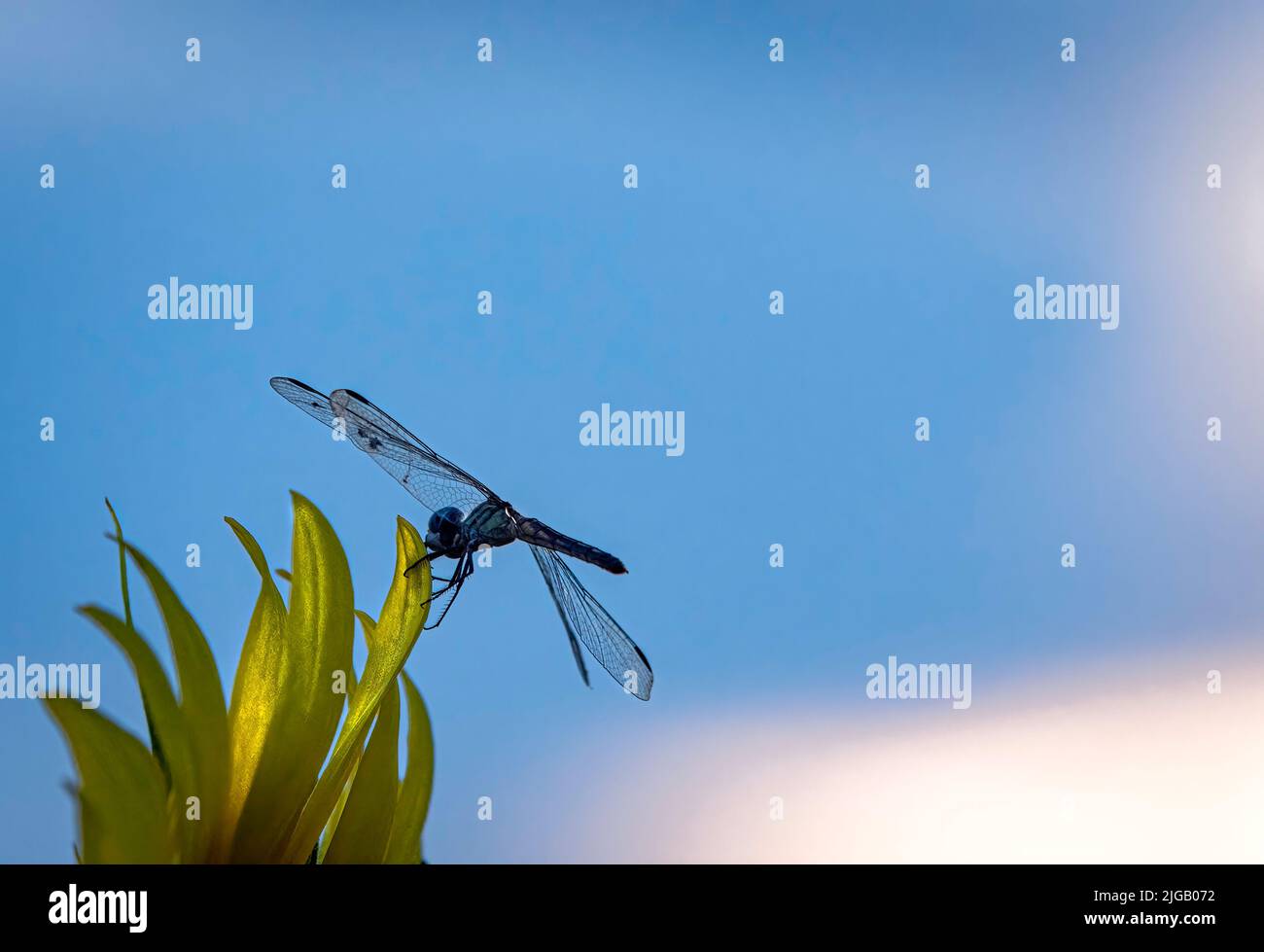 Dragonfly sbarcò su un petalo di girasole con sfondo spaziale negativo di blu. Foto Stock