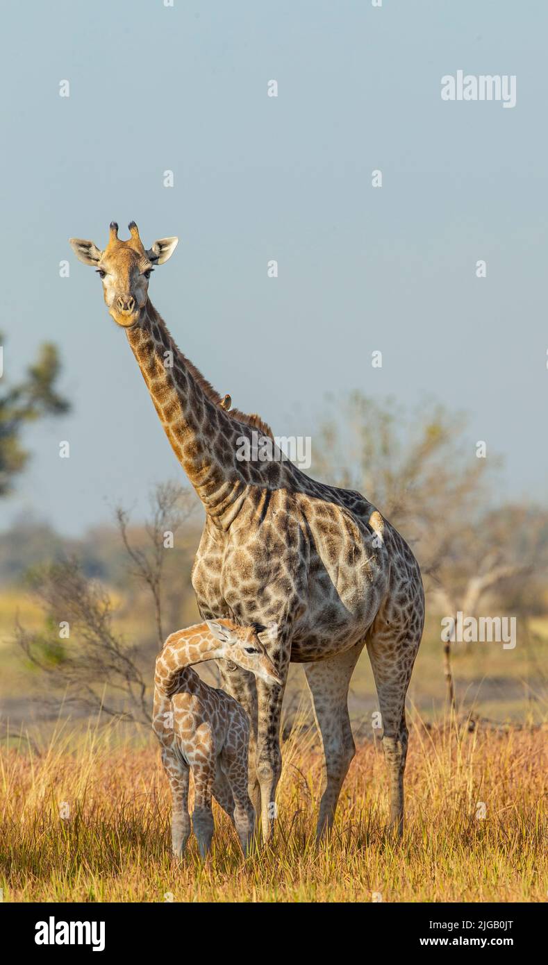 Southern Savanna Giraffe (Giraffa giraffa) madre e vitello Foto Stock