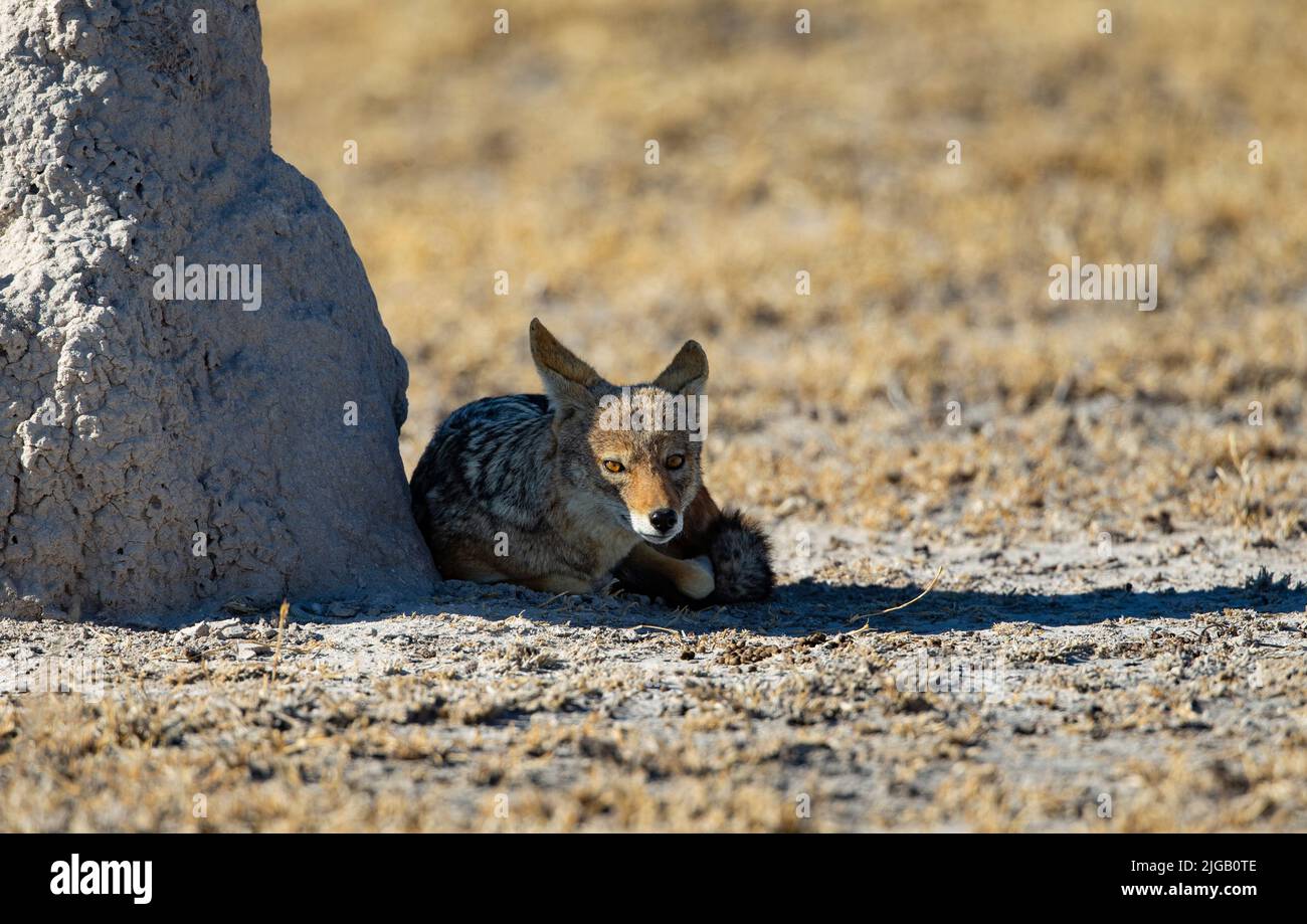 Jackal nero (Canis mesomelas) che riposa all'ombra di un tumulo di termite Foto Stock