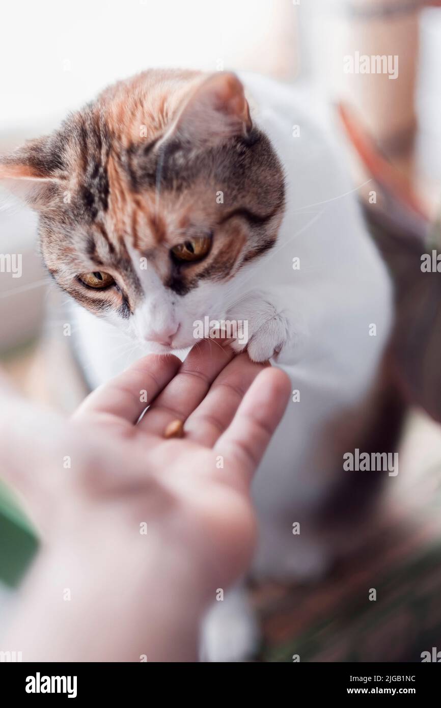 cat che raggiunge la mano del proprietario per prendere il cibo da lui Foto Stock