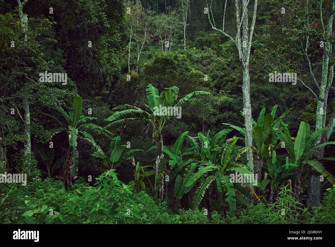 Giungla verde densa in Sri Lanka, sfondo Foto Stock