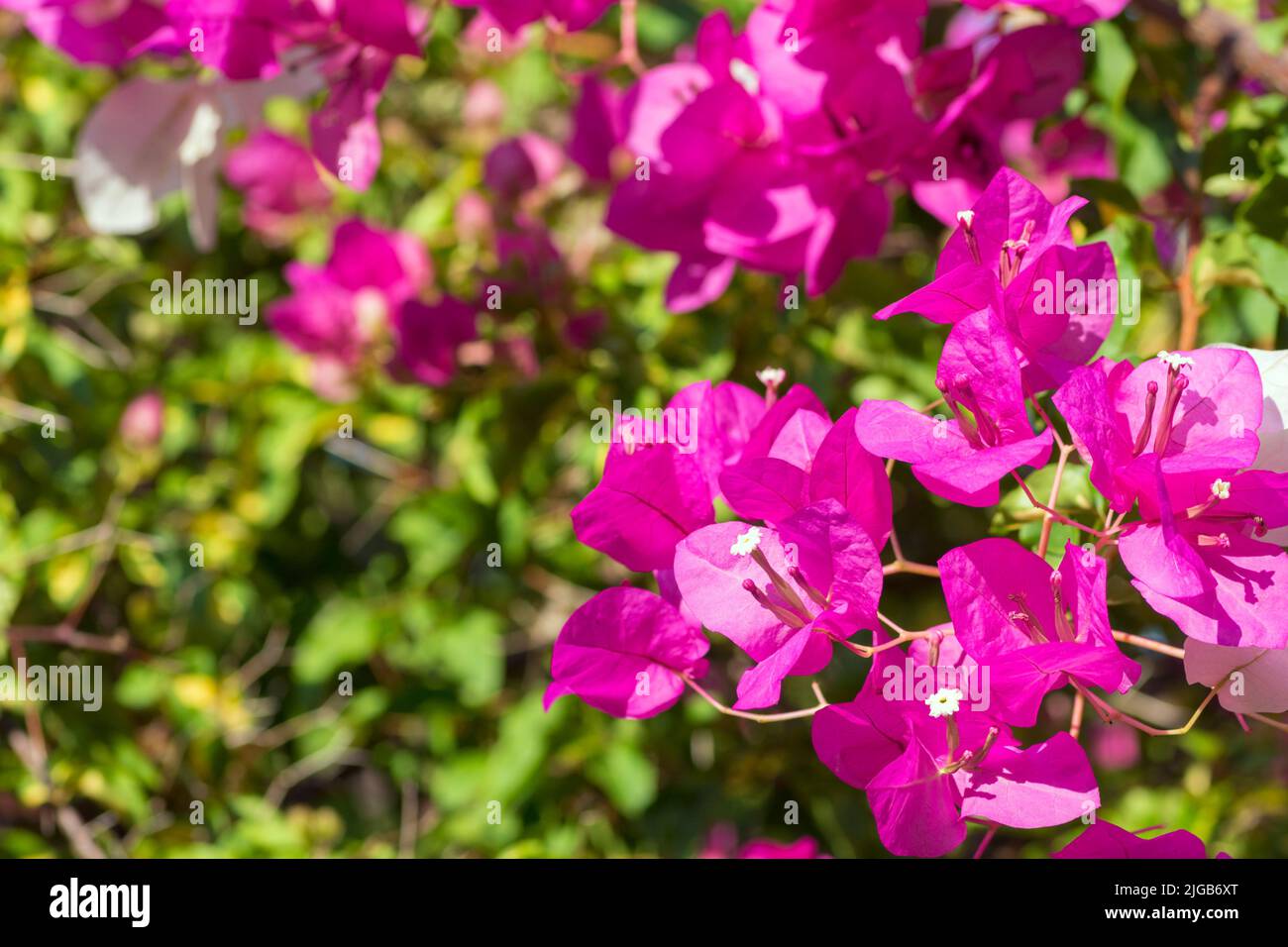 Bougainvillea glabra bratta con fiori magenta Foto Stock