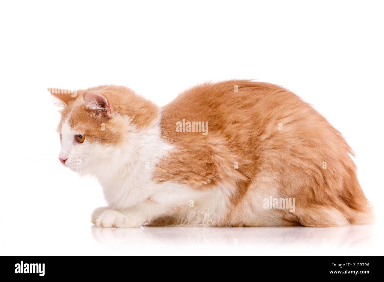 Adorabili animali domestici. Vista laterale di un bel gatto domestico con soffice pelliccia bianca e rossa adagiata su sfondo bianco. Isolato. Foto Stock