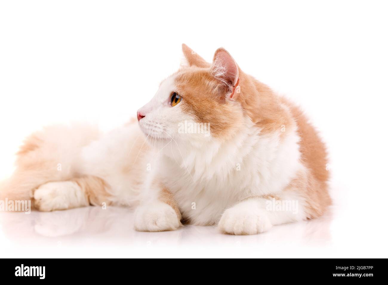 Gatto adulto con un morbido beige chiaro e uno strato bianco di pelliccia con gli occhi gialli giace in pose divertenti su uno sfondo bianco. Raccolta di foto. Animali domestici ammessi. Foto Stock