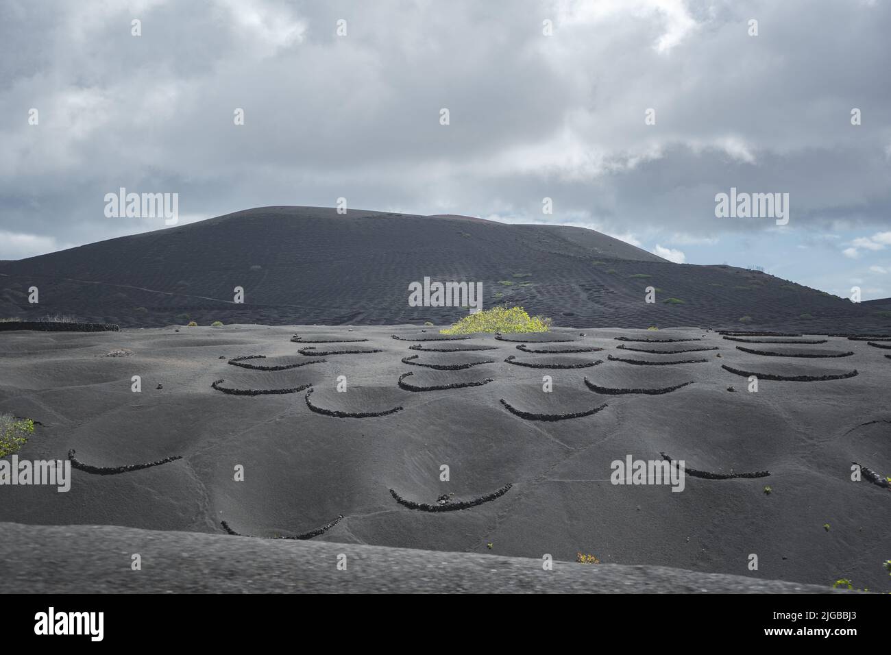 viticoltura su terreno vulcanico nero a la geria a lanzarote Foto Stock
