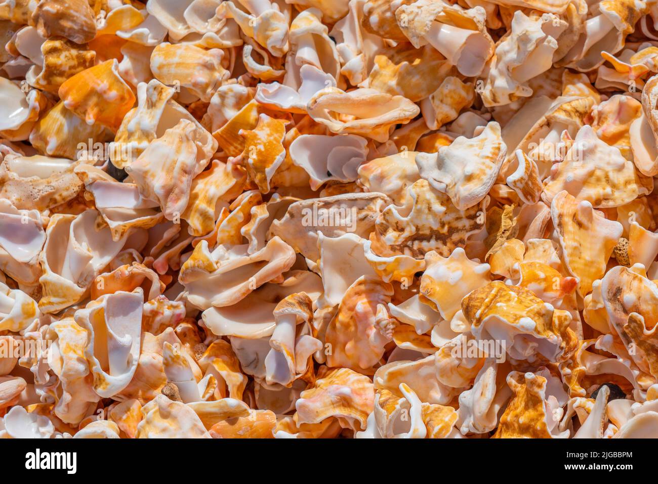 Sfondo Seashell, un sacco di conchiglie sulla spiaggia, Capo Verde, da vicino Foto Stock