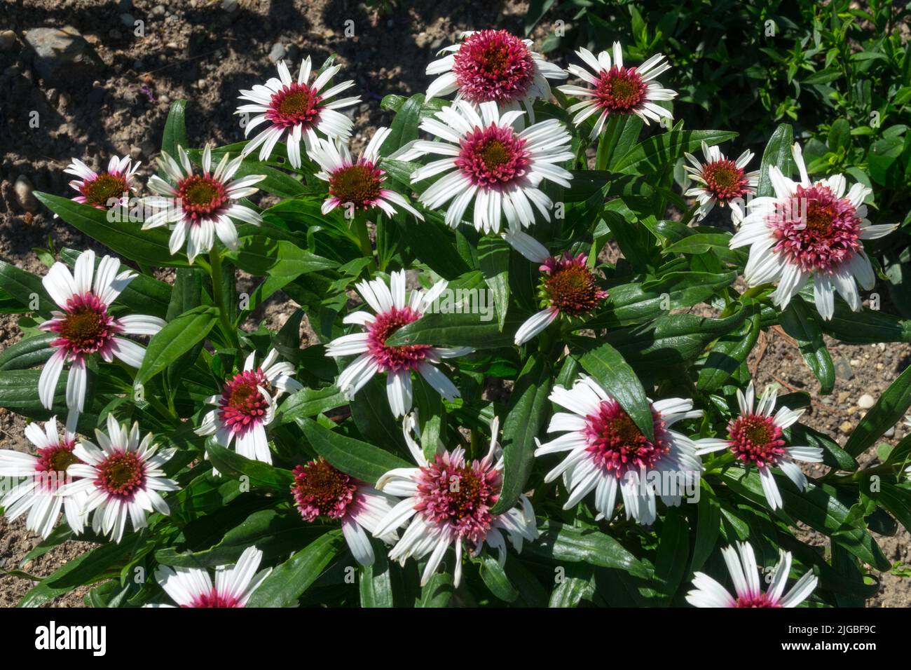 Echinacea 'frutti di bosco e crema' Fiori Foto Stock