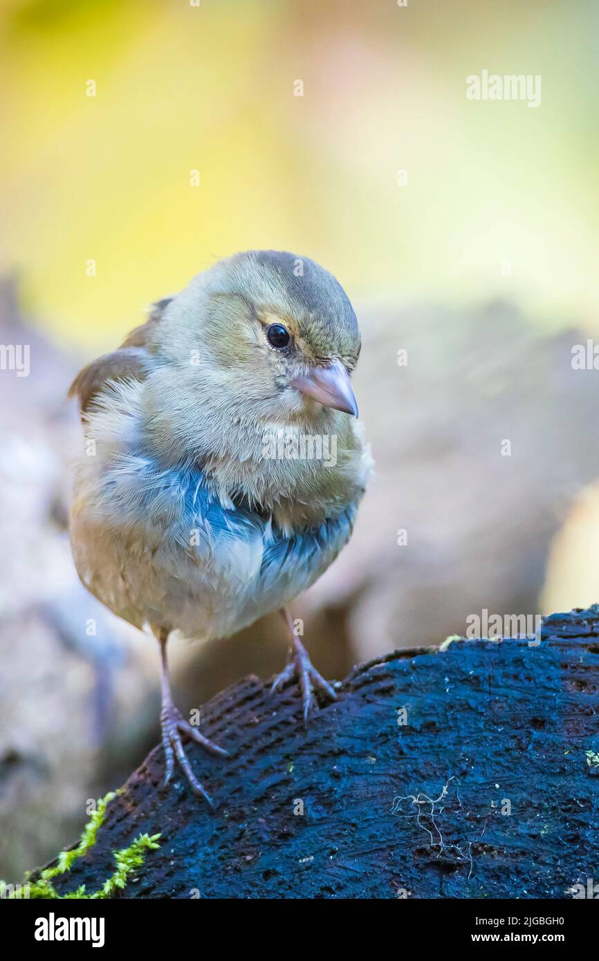 Primo piano di una femmina di fringuello, Fringilla coelebs, arroccato in una struttura ad albero Foto Stock