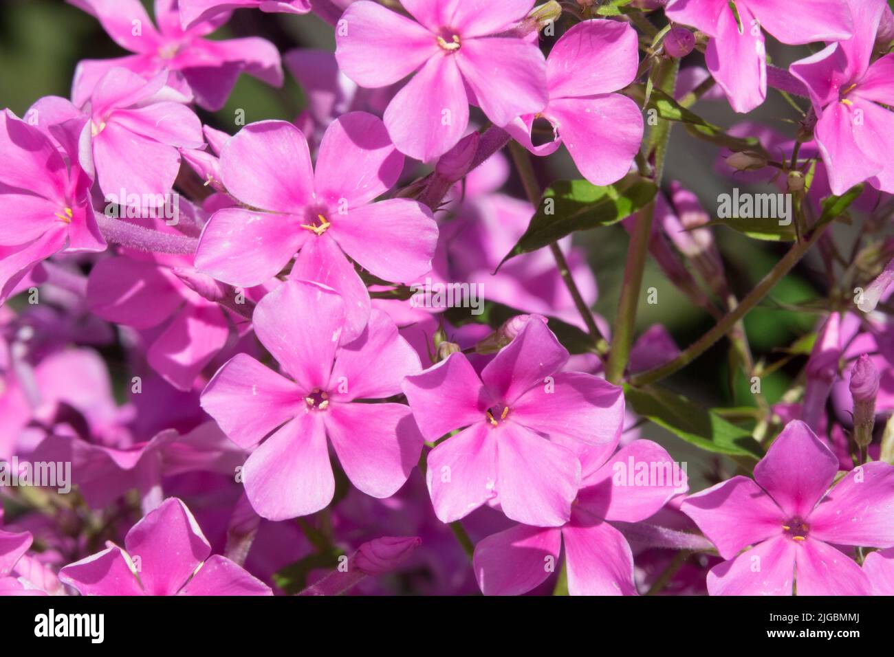 Primo piano fiore rosa, Phox 'Christine' Giardino Phlox amplifolia Foto Stock