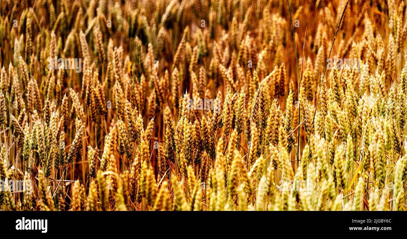 Spighe in un campo di grano, profondità limitata di campo Foto Stock