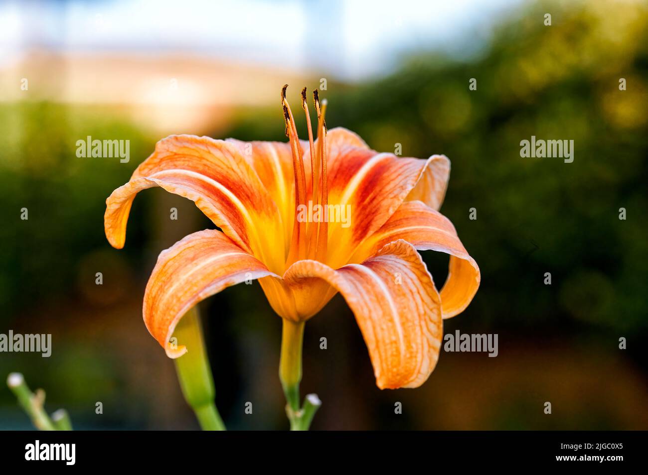Primo piano di giglio di giorno d'arancia, giglio di mais o giglio di giorno (hemerocallis fulva) con petali d'arancia rossastra con timens lungo Foto Stock