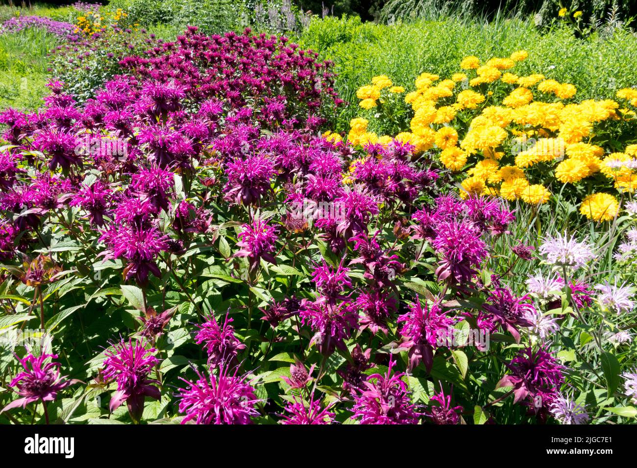 Colorato giardino inizio estate fiori confine viola Monarda giallo Falso girasole Heliopsis helianthoides 'Sonnenschild', Monarda 'Gewitterwolk' Foto Stock