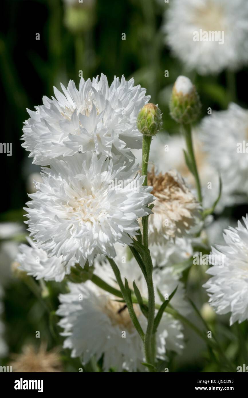 Bianco, bottoni di bachelors, Centaurea cyanus, Cornflower, Flower, Centaurea "uomo ormai" Foto Stock
