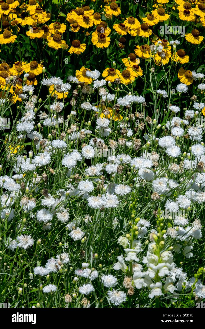 Bianco, bottoni di bachelors, cyanus segetum aka Centaurea cyanus, White Yellow Flower bed, Cornflower, Helens flower, Mixed, Plants in July Garden Foto Stock