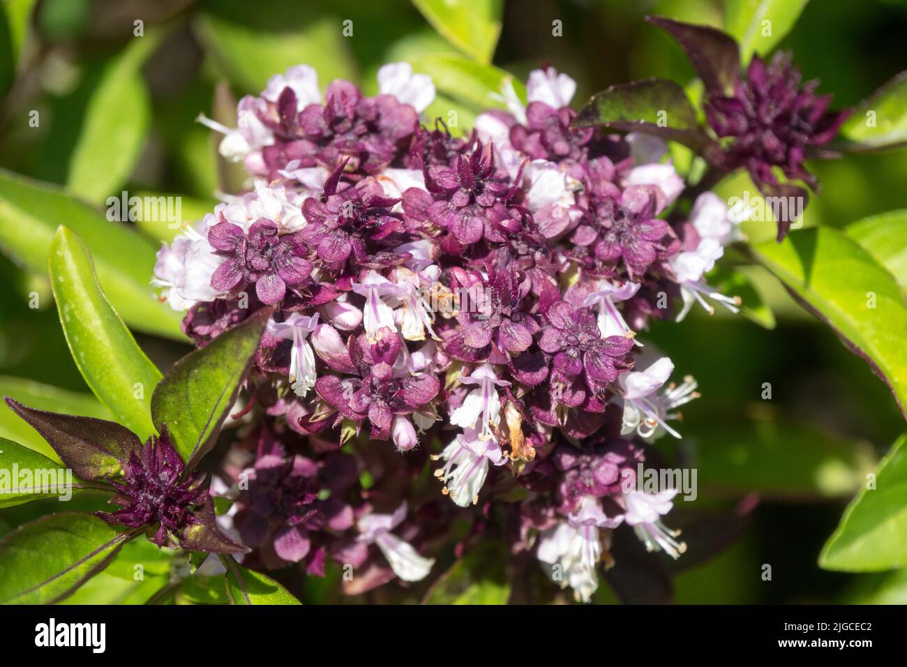 Erbe culinarie, Ocimum 'Siam Queen', Flower, Thai Basil, Ocimum Thyrsiflora, Annuale, culinaria, basilico Foto Stock