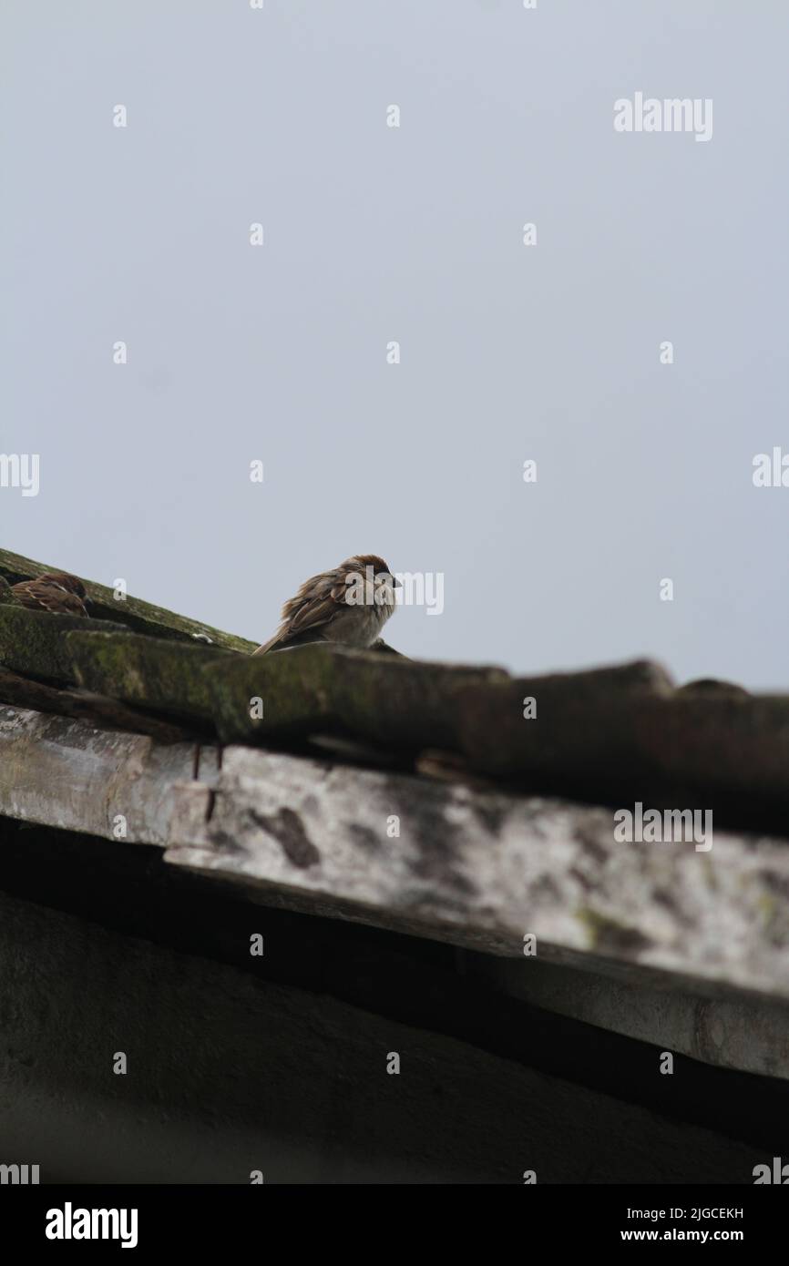 Coppia di passeri d'albero (Passer montanus) nidificanti in un centro di giava, indonesia. Carino giardino ritratto uccello in primavera Foto Stock