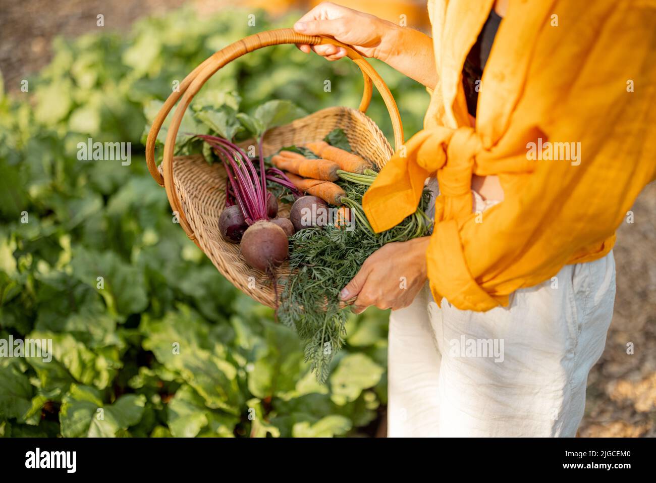 Il coltivatore tiene barbabietola appena raccolta nel cestino al giardino Foto Stock