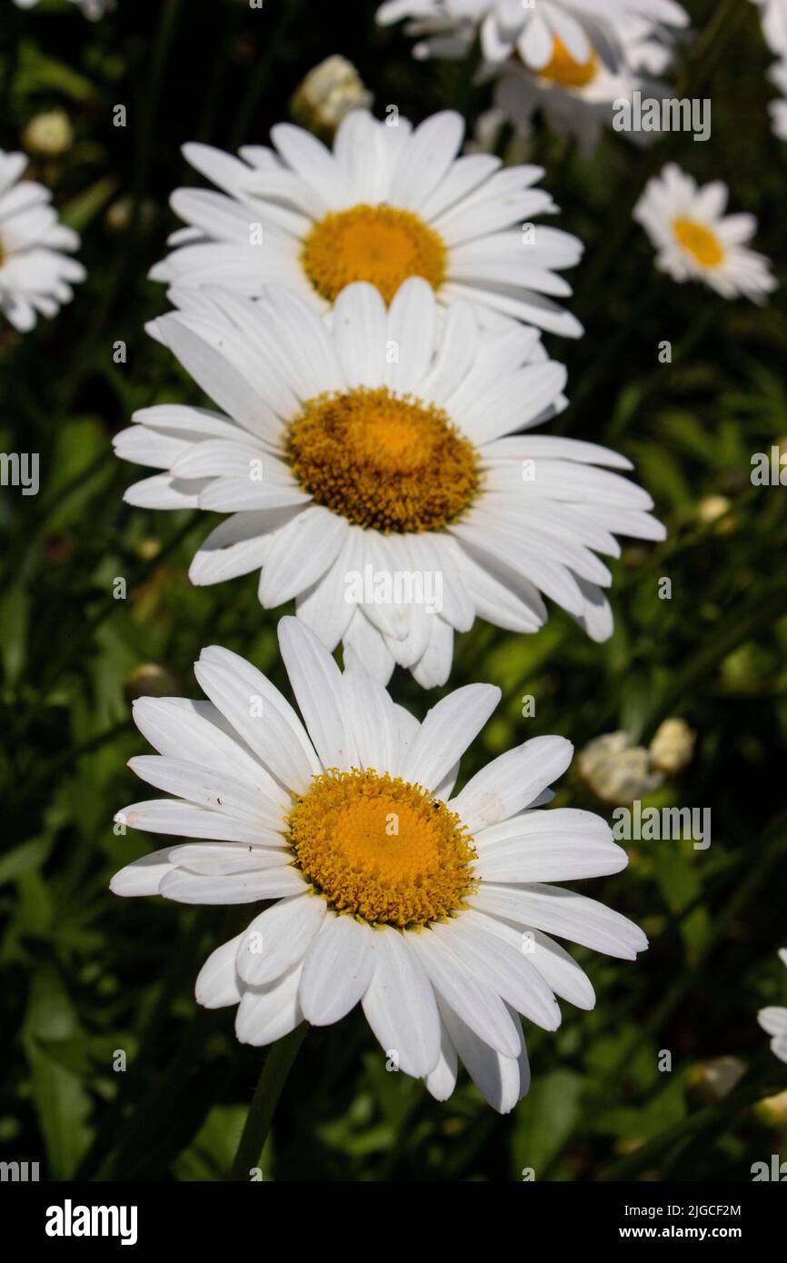 Margherita di Shasta Foto Stock