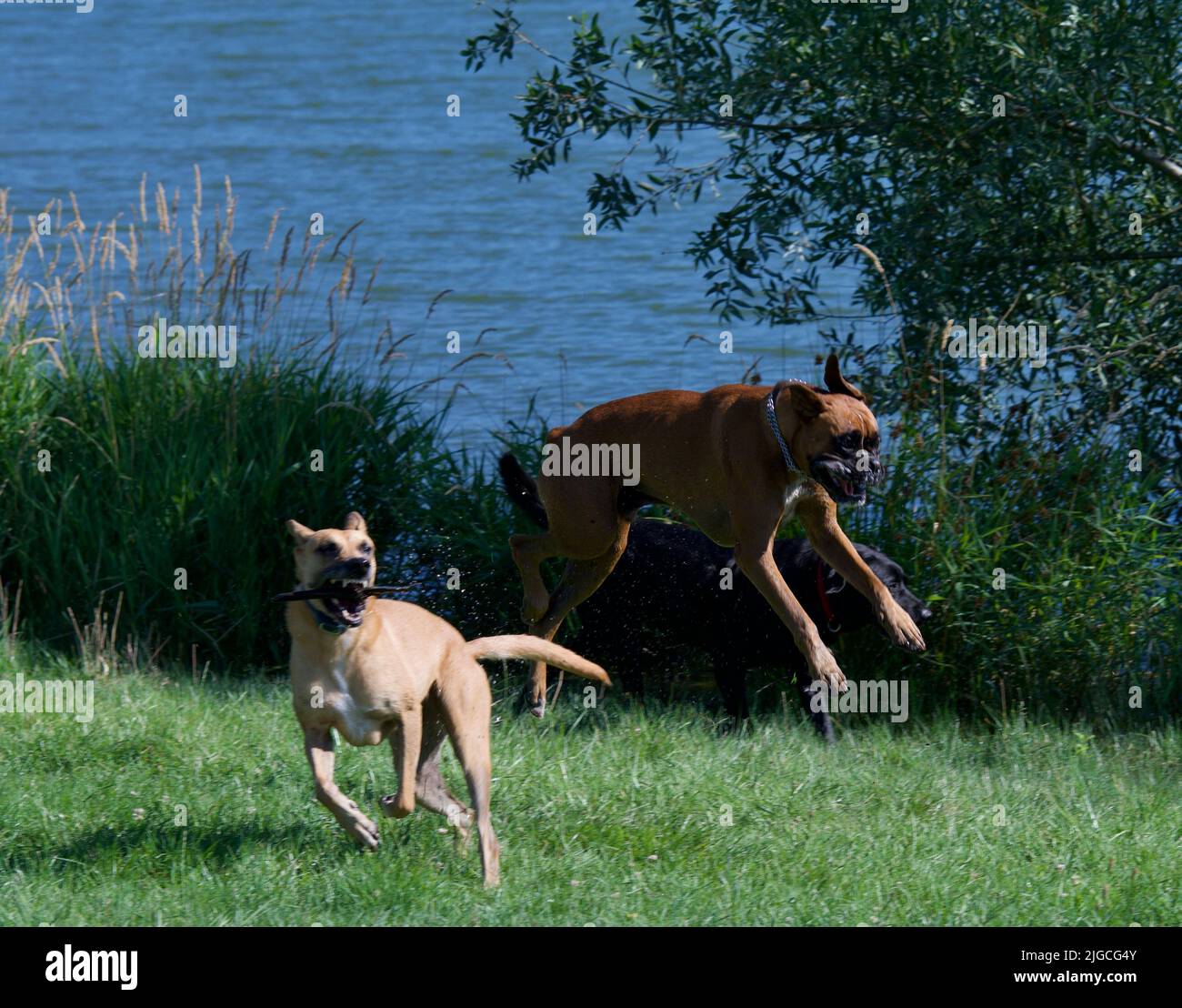 3 cani pazzi che giocano insieme su un lago in Francia in estate. Un cane Boxer, un pastore Malinois e un cane labrador nero. Foto Stock