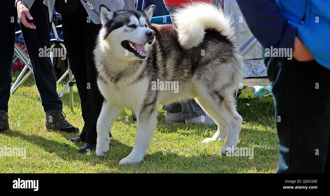 EXETER, DEVON - 18 MAGGIO 2017 Devon County Agricultural Show - mostra di cani con gestore, erba verde e conduce Foto Stock