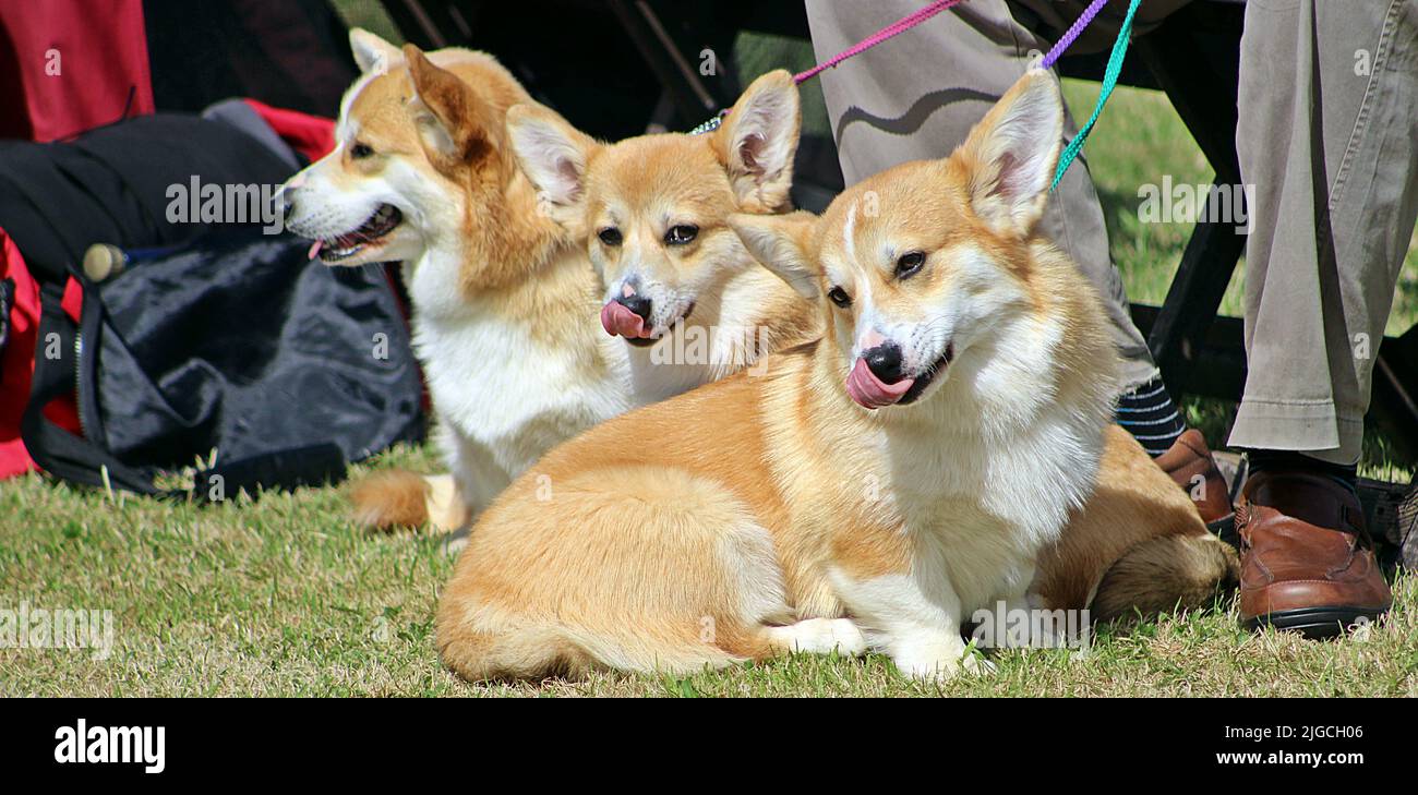 EXETER, DEVON - 18 MAGGIO 2017 Devon County Agricultural Show - mostra di cani con gestore, erba verde e conduce Foto Stock