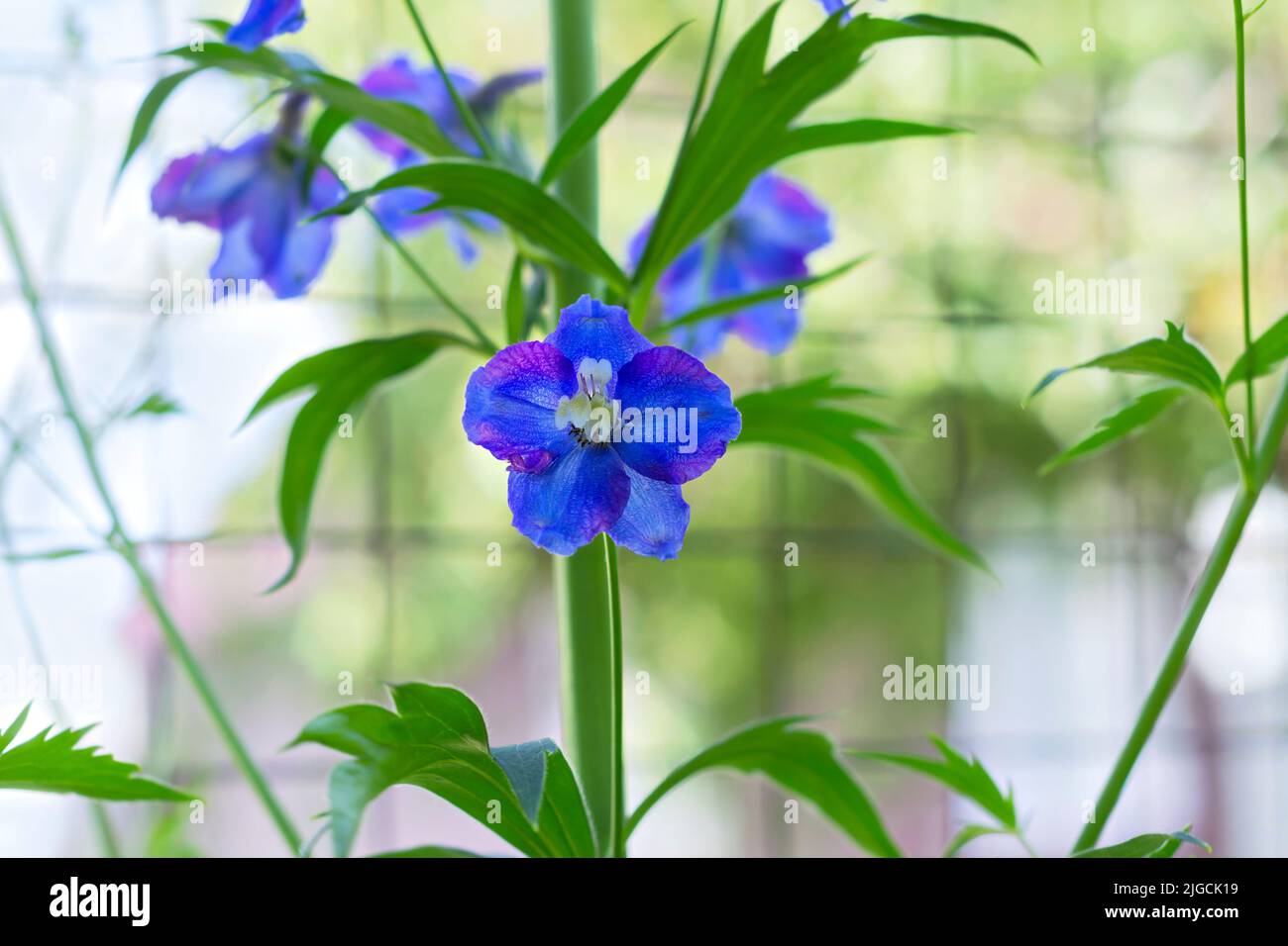 Fiore blu delphinium primo piano su uno sfondo sfocato verde. Messa a fuoco selettiva. Foto Stock