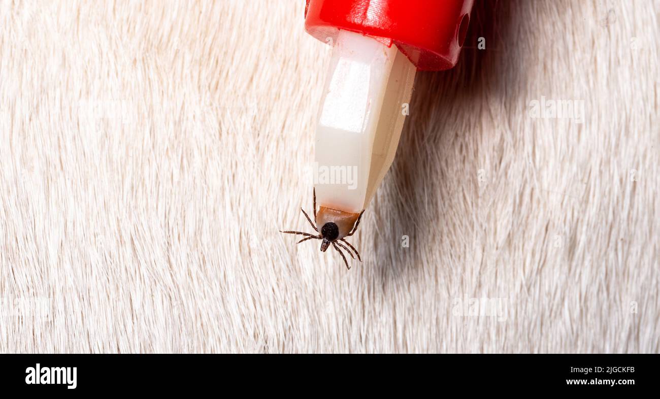 Rimozione di un segno di spunta da un cane. Un segno di spunta nelle pinze per la rimozione dei parassiti in primo piano. Pericolo per gli animali. Foto Stock